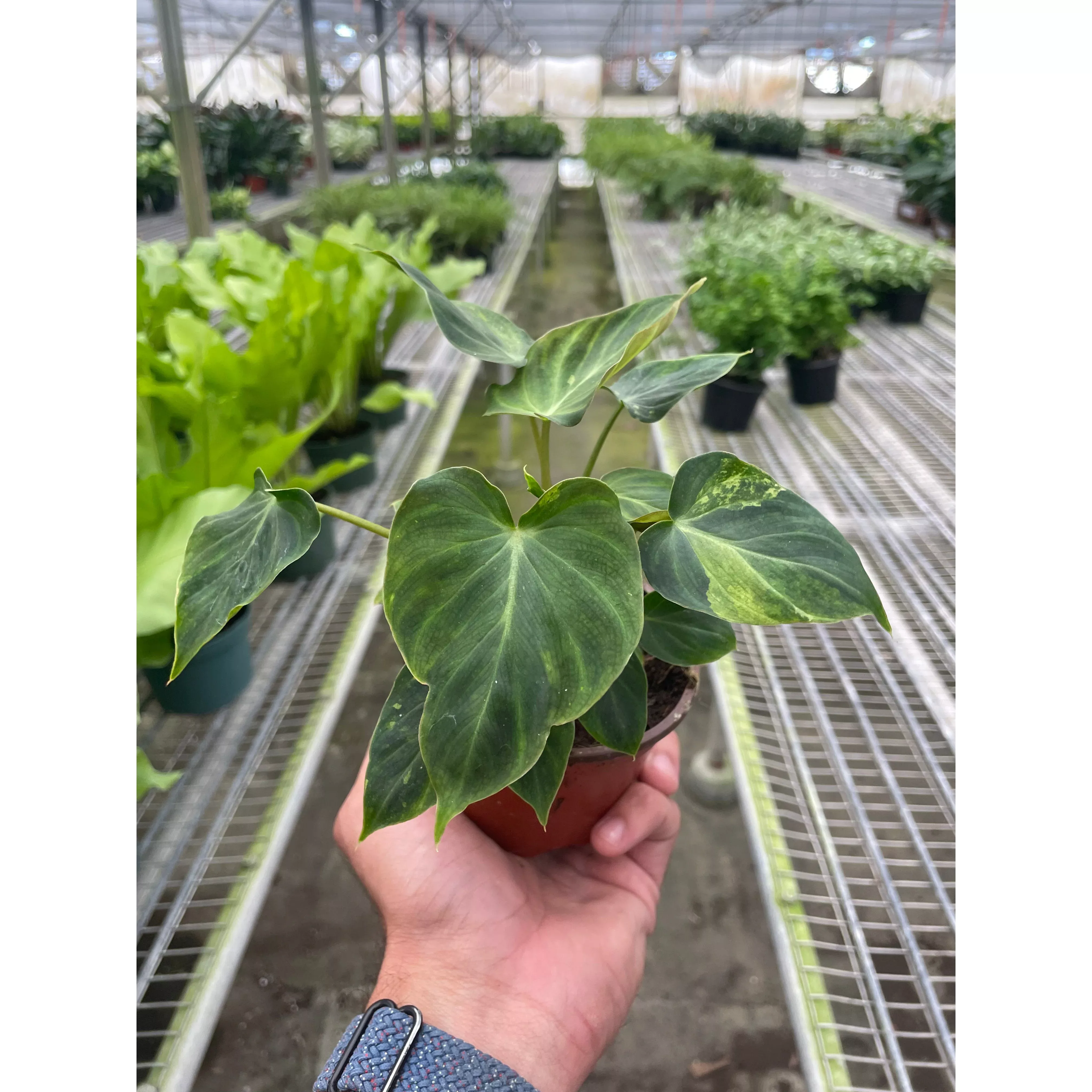 Philodendron 'Verrucosum'