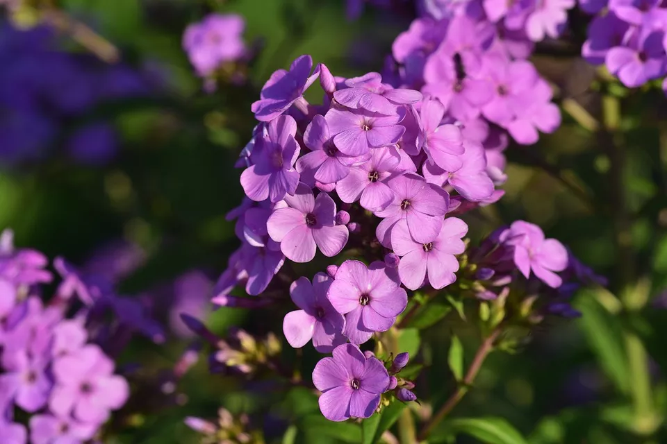 Phlox (Upright)
