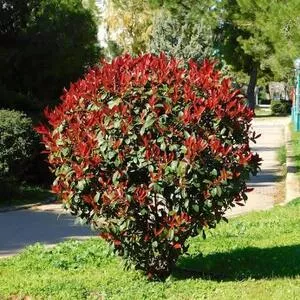 Photinia Red Tip