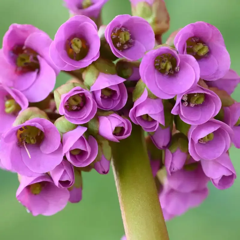 Pigsqueak - Breck's Flower Bulbs