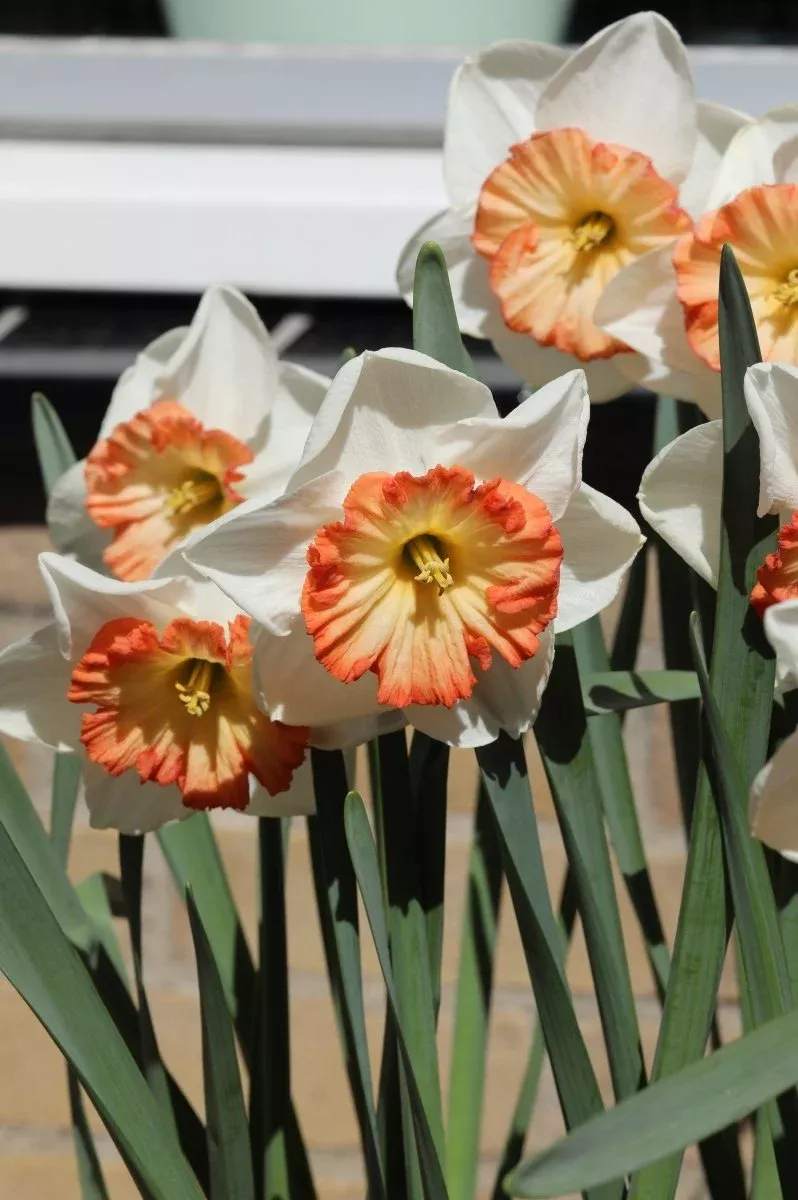 Pink Bomb - Daffodil Bulbs