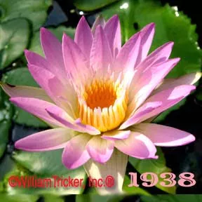 ‘Pink Pearl’ Tropical Water Lily
