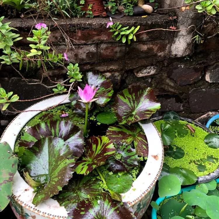 ‘Pink Perfection’ Tropical Water Lily