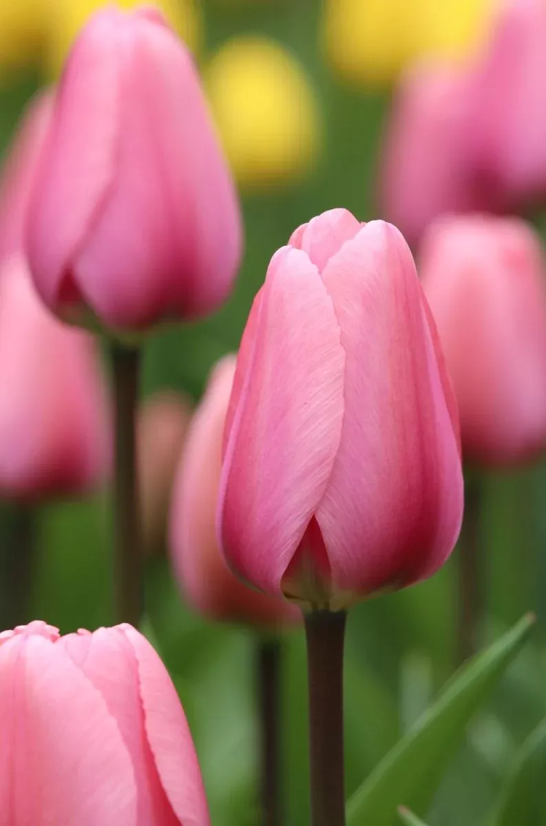 Pink Pride - Tulip Bulbs
