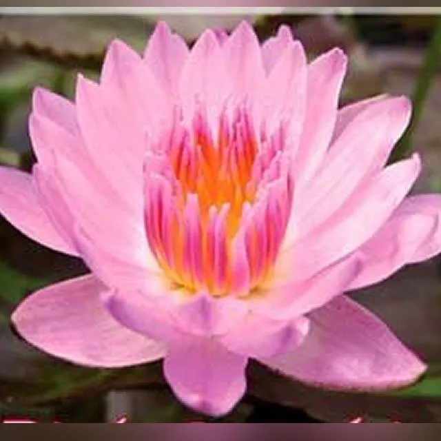 ‘Pink Sapphire’ Tropical Water Lily