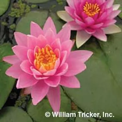 ‘Pink Sensation’ Hardy Water Lily