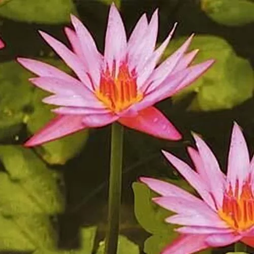 ‘Pink Star’ Tropical Water Lily