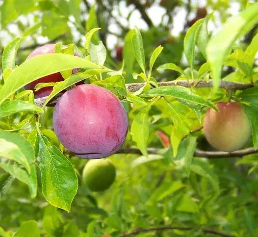 Plum Gulf Beauty Tree