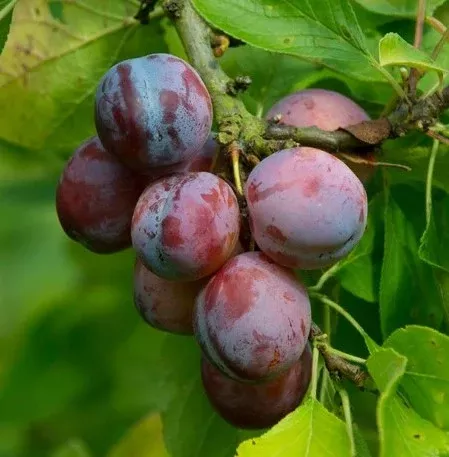 Plum Gulf Rose Tree