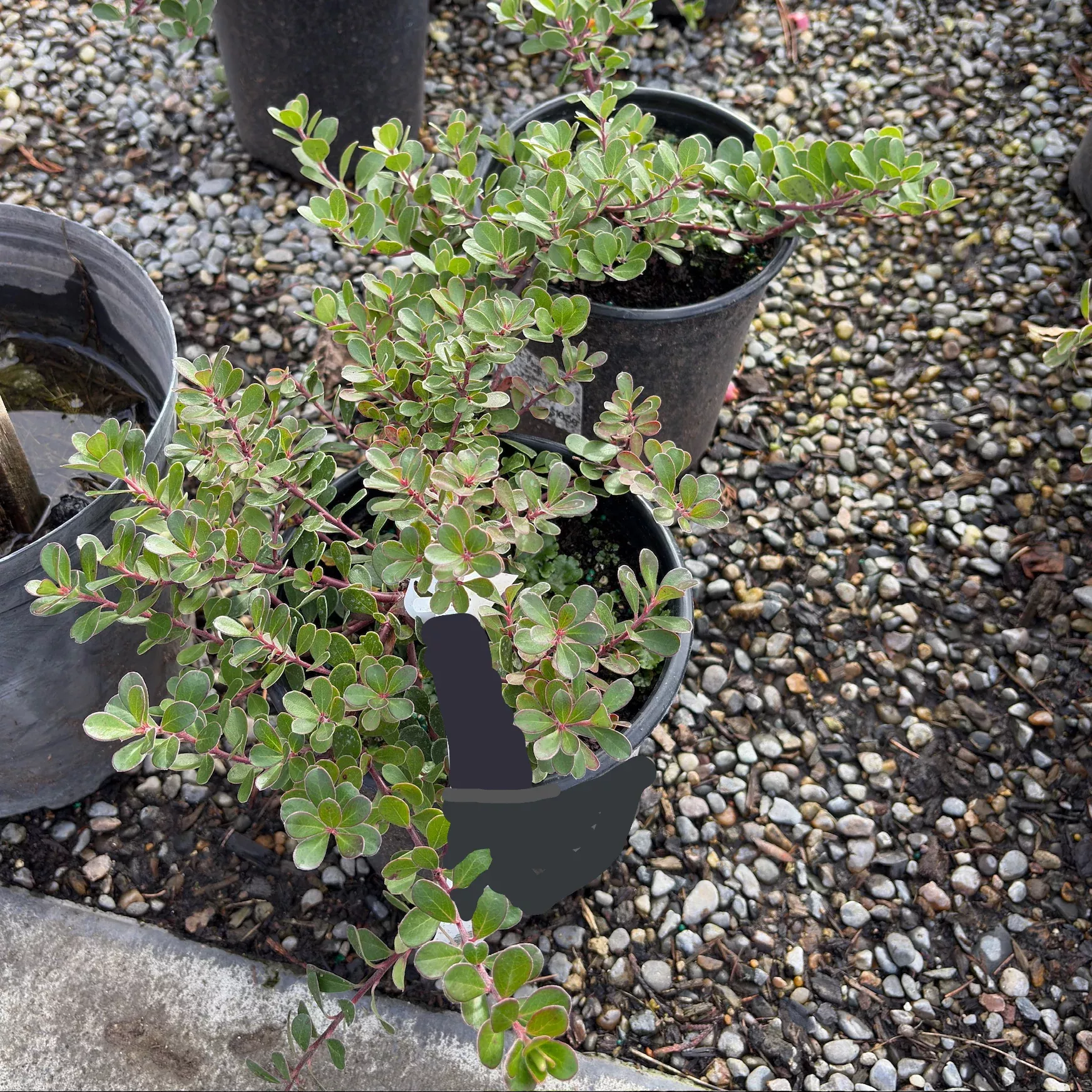 Point Reyes Bearberry