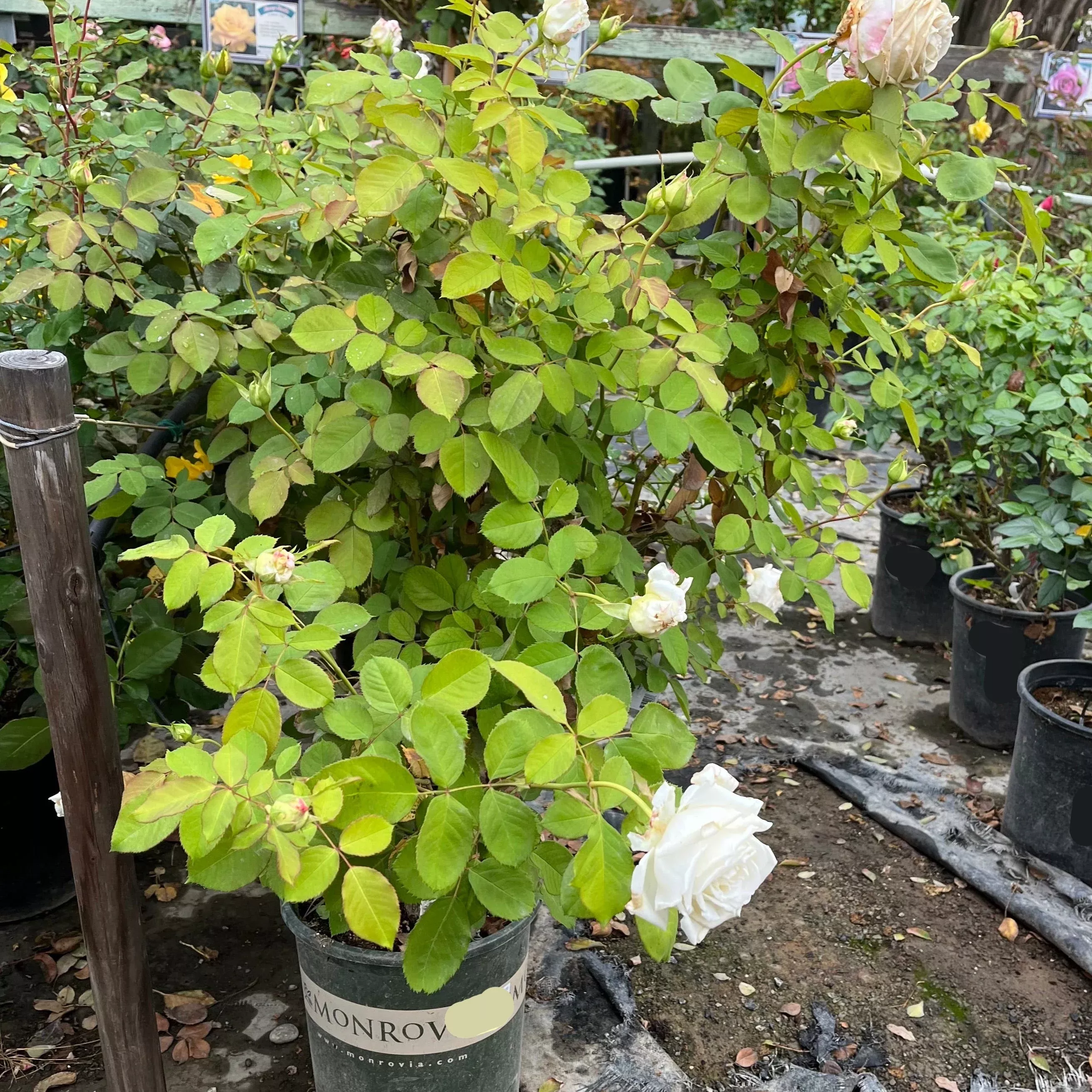 Pope John Paul II Rose