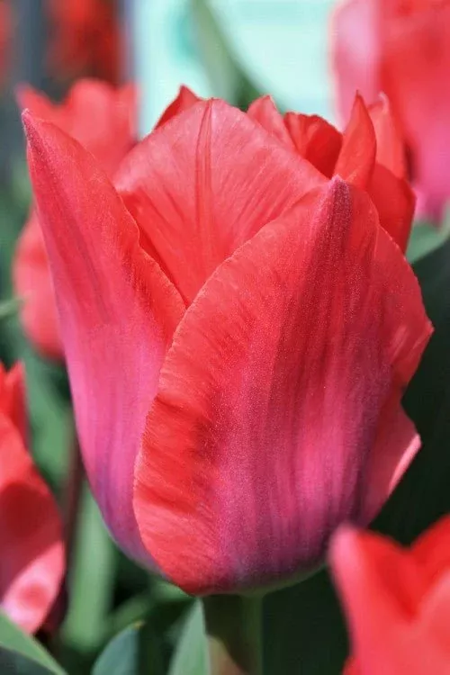 Portland - Tulip Bulbs