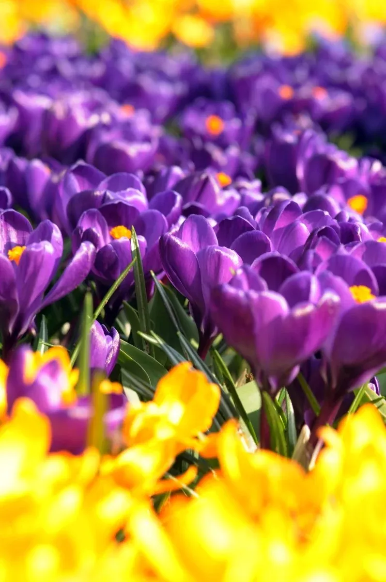 Purple - Crocus Bulbs