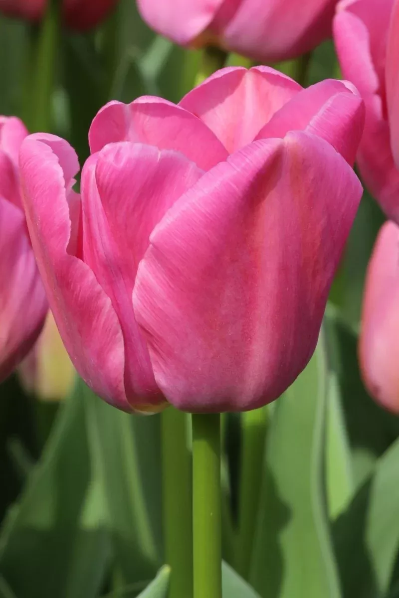Purple Pride - Tulip Bulbs