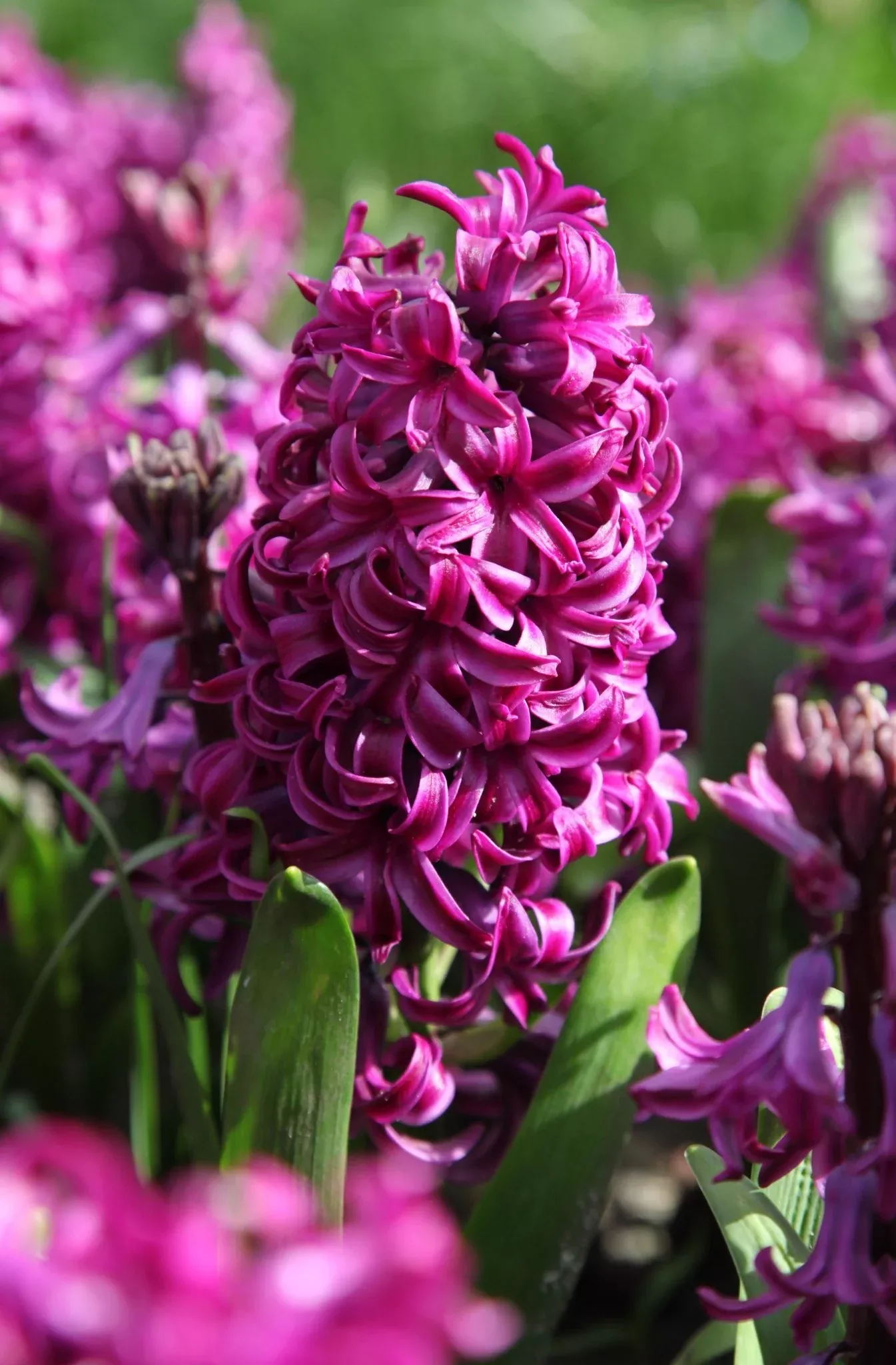 Purple Sensation - Hyacinths Bulbs