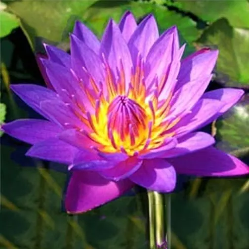 ‘Purple Tigress’ Tricker Tropical Water Lily