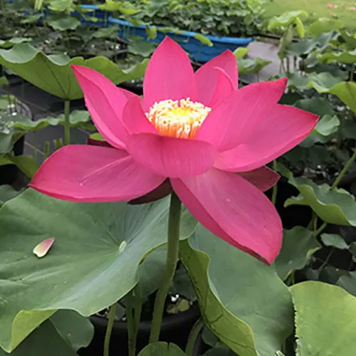 ‘Qinling Red’ Lotus