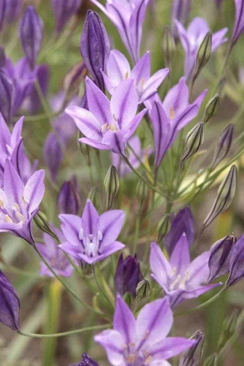 Queen Fabiola - Brodiaea Bulbs