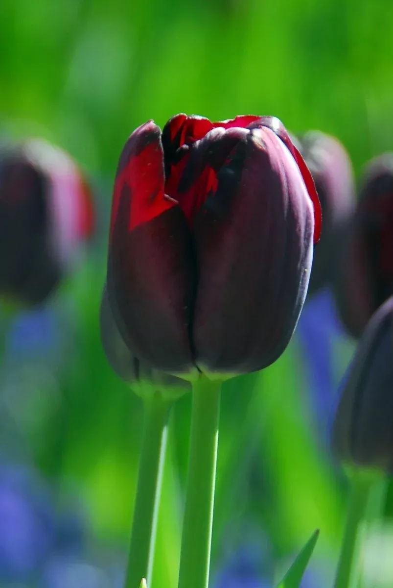 Queen of the Night - Tulip Bulbs