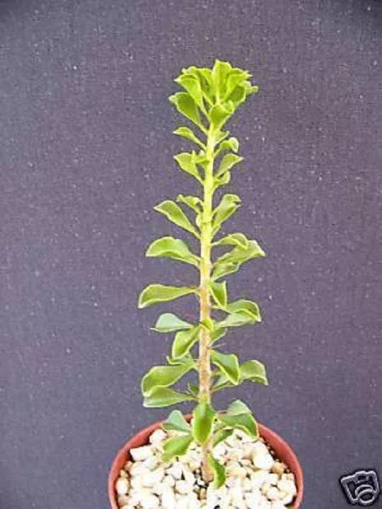 Rare Cacti Plant - Pereskia portulacifolia in 4