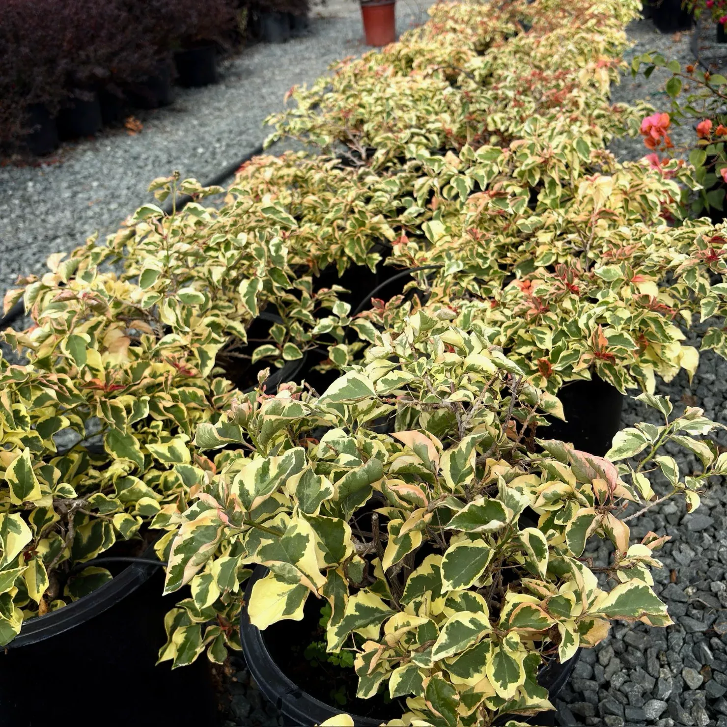 Raspberry Ice Variegated Bougainvillea