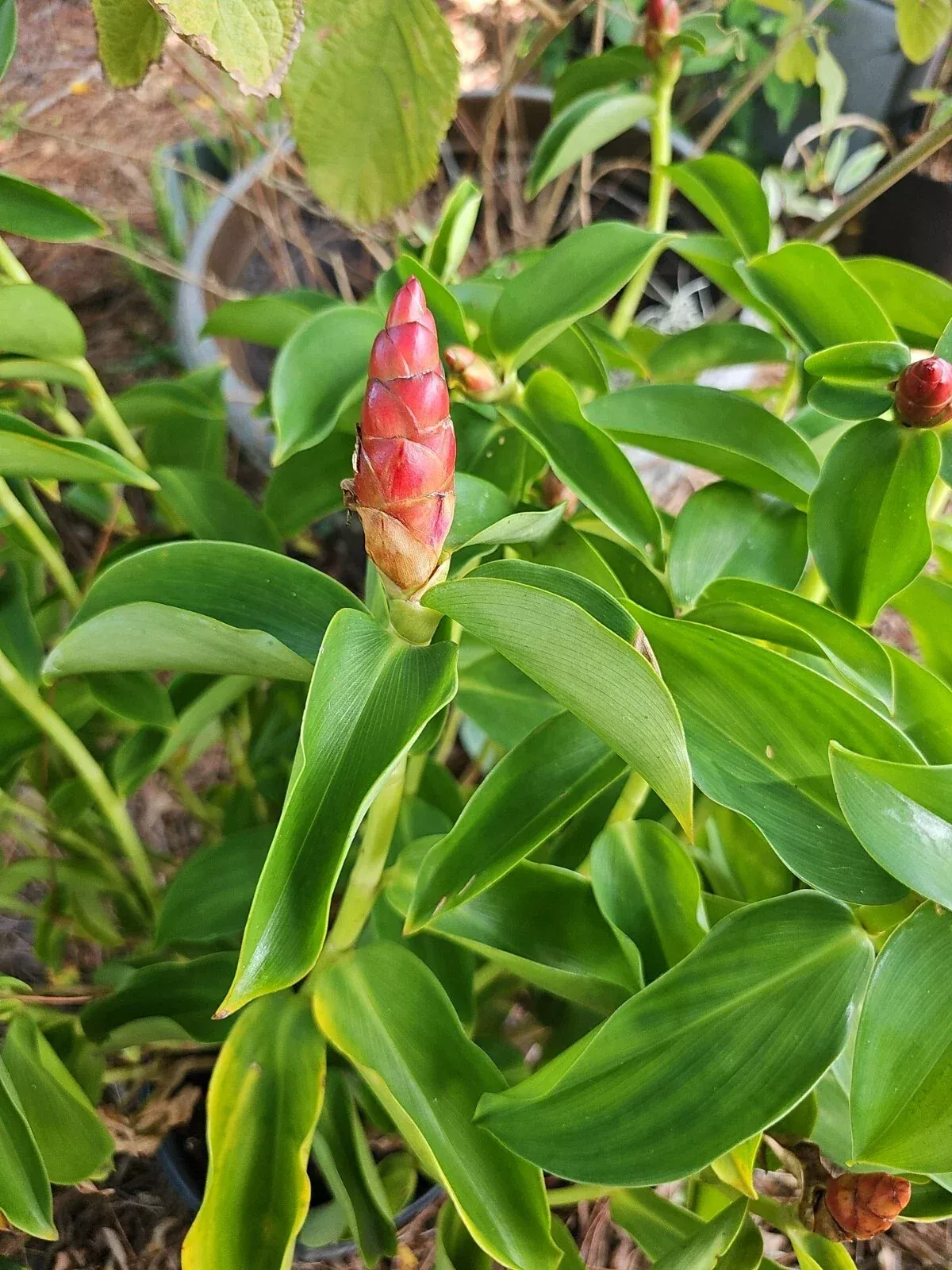 Red Button Ginger Plant
