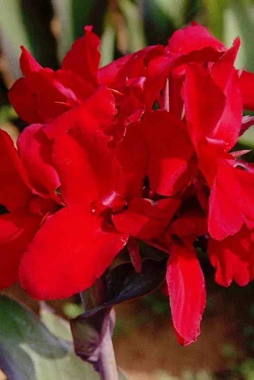 Red Dazzler - Canna Bulbs