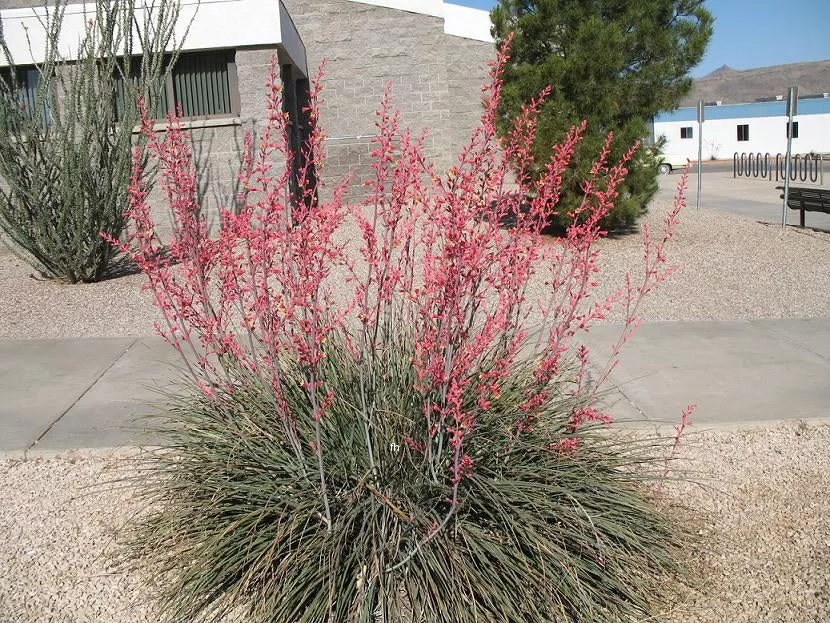 Red False YuccaRed Yucca