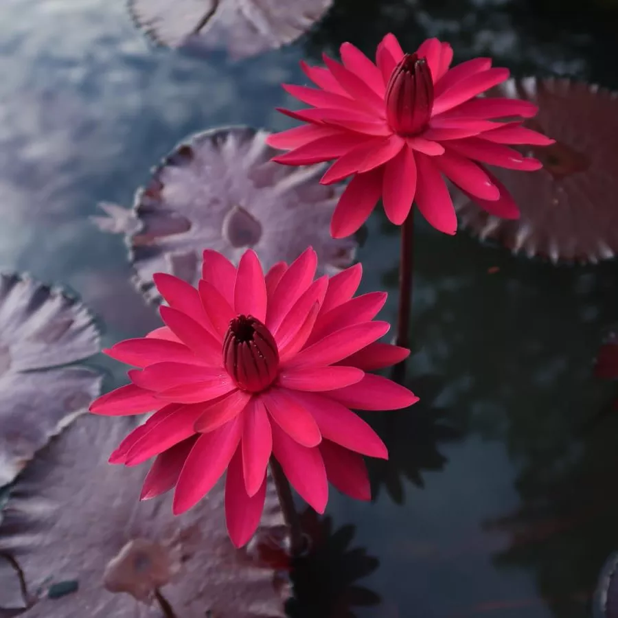 ‘Red Flare’ Tropical Night-Blooming Water Lily