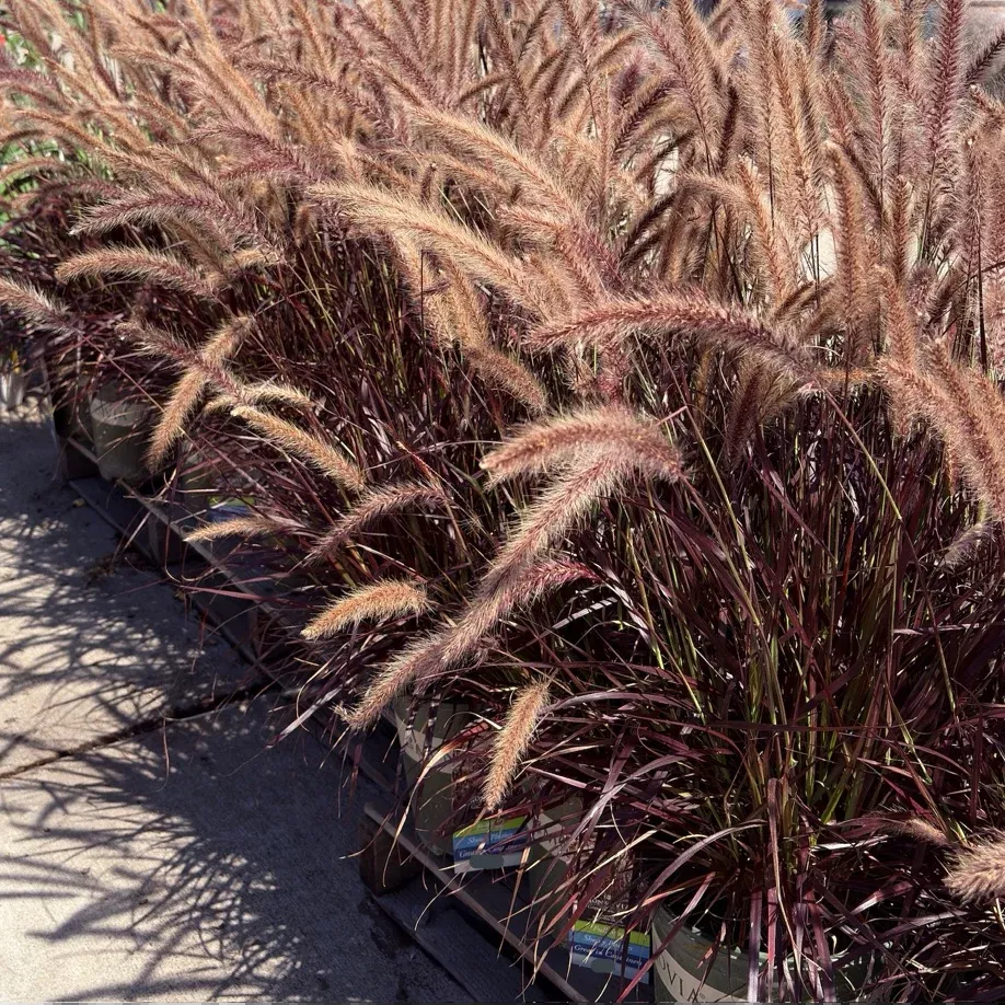 Red Fountain Grass