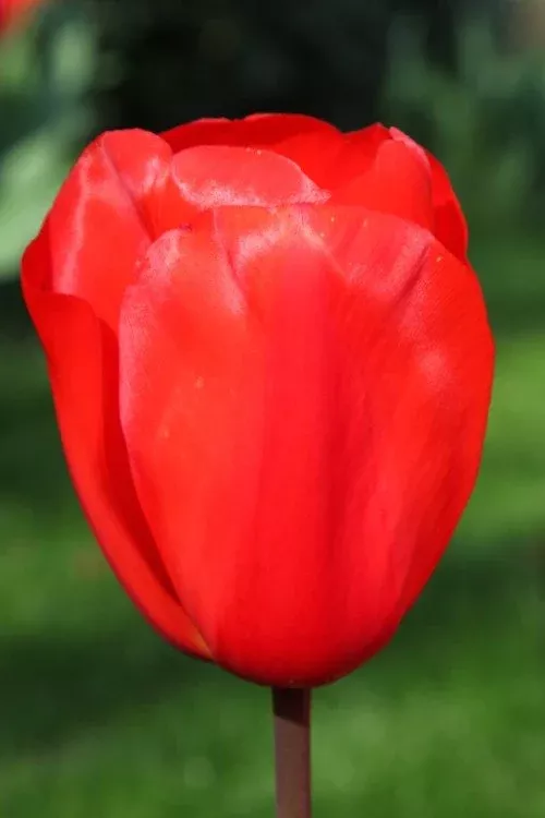 Red Impression - Tulip Bulbs