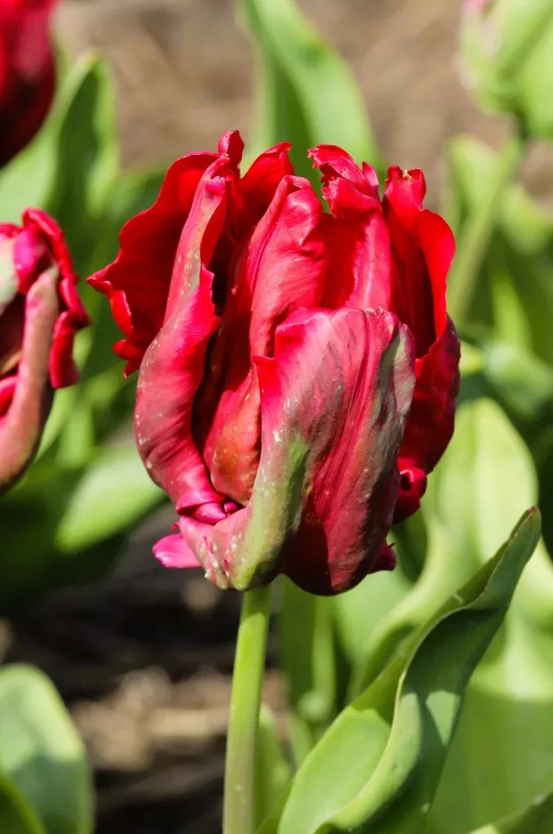 Red Madonna - Tulip Bulbs
