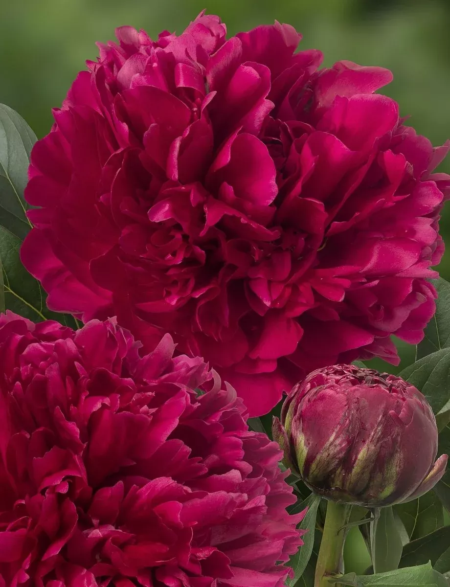 Red Magic - PeonyBulbs