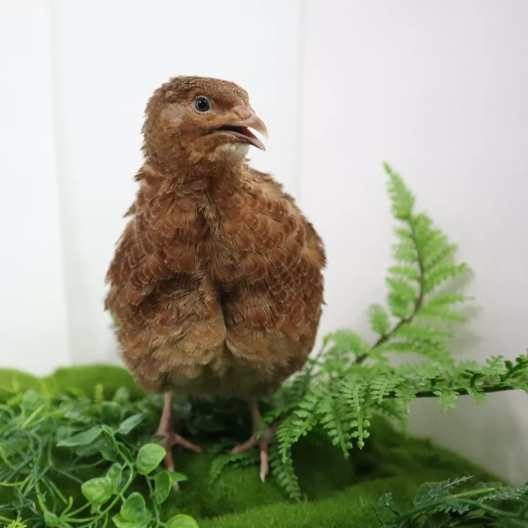 Red Range Coturnix Hatching Eggs, Buddy's Hatchery