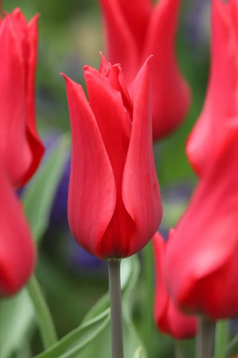 Red Street - Tulip Bulbs