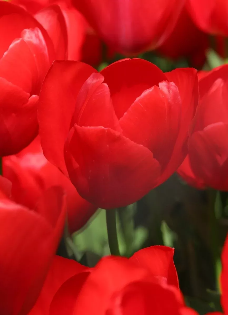 Red van Eijk - Tulip Bulbs