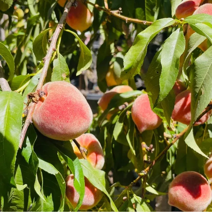 Redhaven Peach