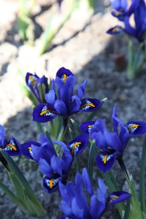 Reticulata - Iris Bulbs