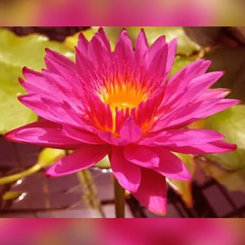 ‘Rio Rita’ Tropical Water Lily