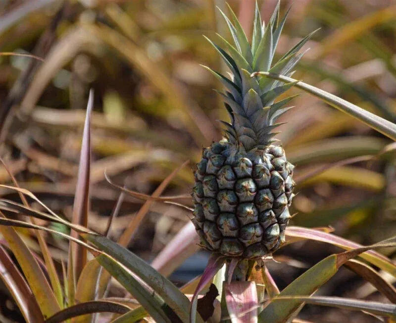 Rondon Pineapple Seeds Pack of 15+