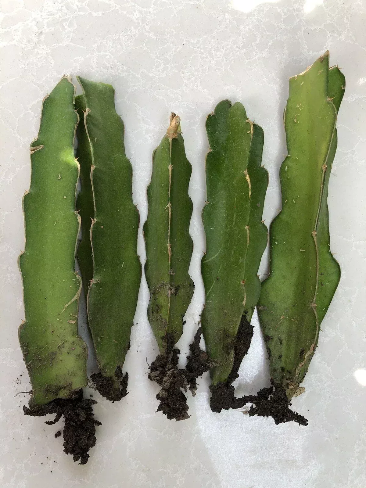 Rooted Dragon Fruit Cuttings - 5 Bare Root White Pitaya Cactus - Hylocereus undatus
