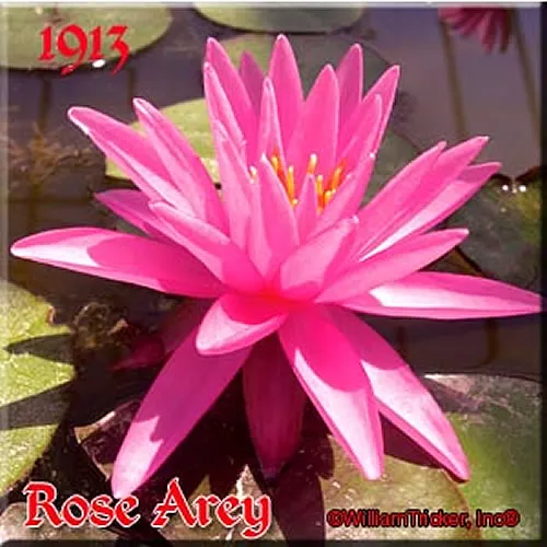 ‘Rose Arey’ Hardy Water Lily