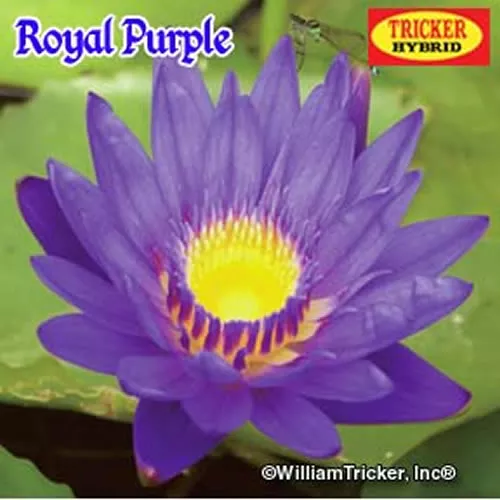 ‘Royal Purple’ Pygmy Tropical Water Lily