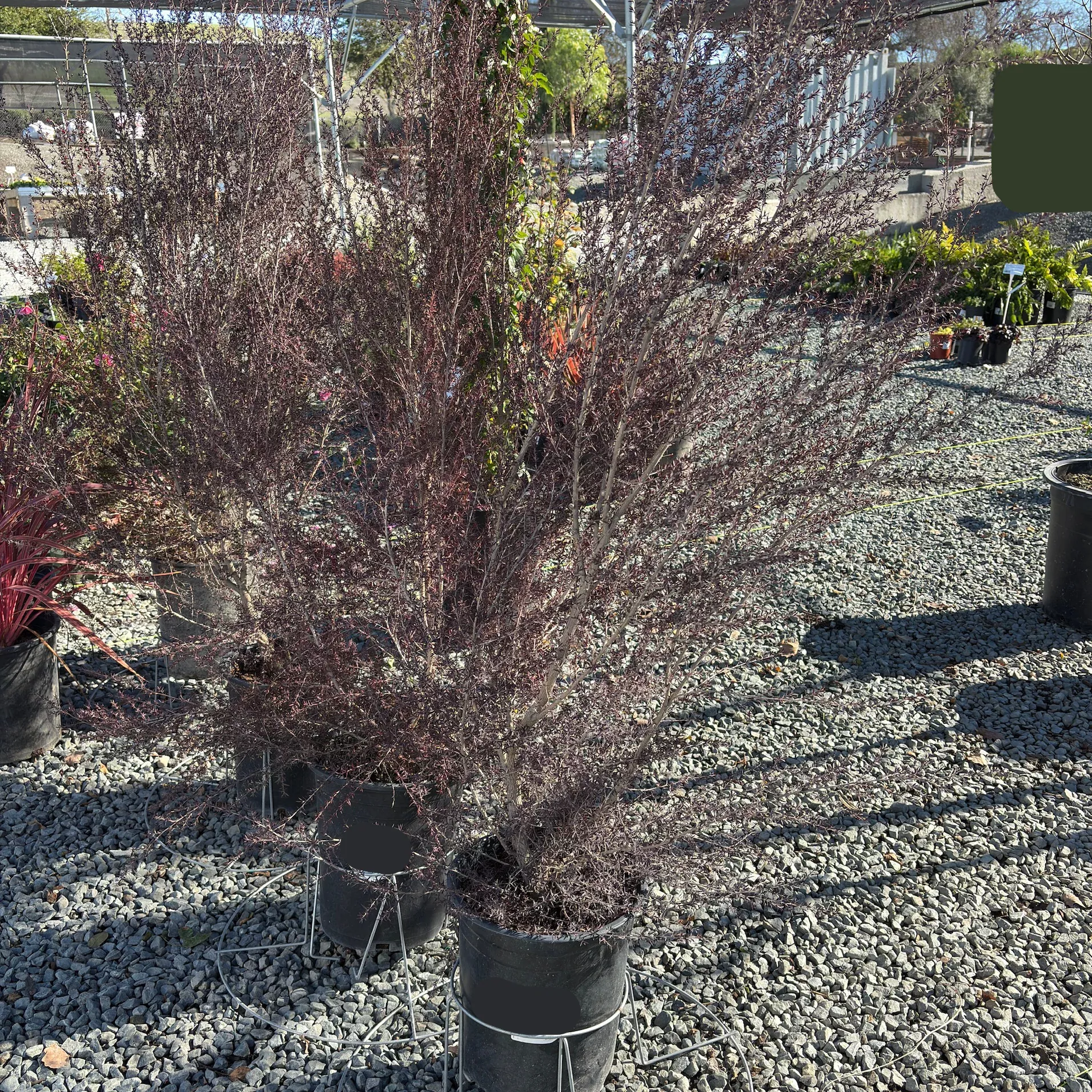 Ruby Glow New Zealand Tea Tree