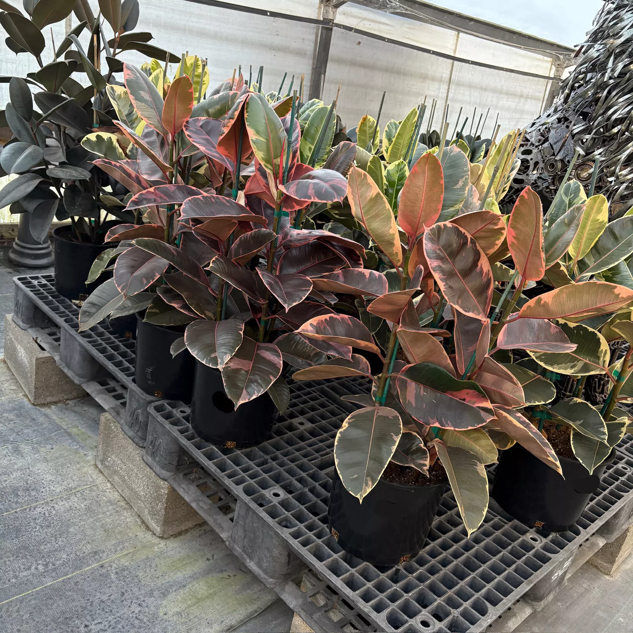 Ruby Rubber Plant