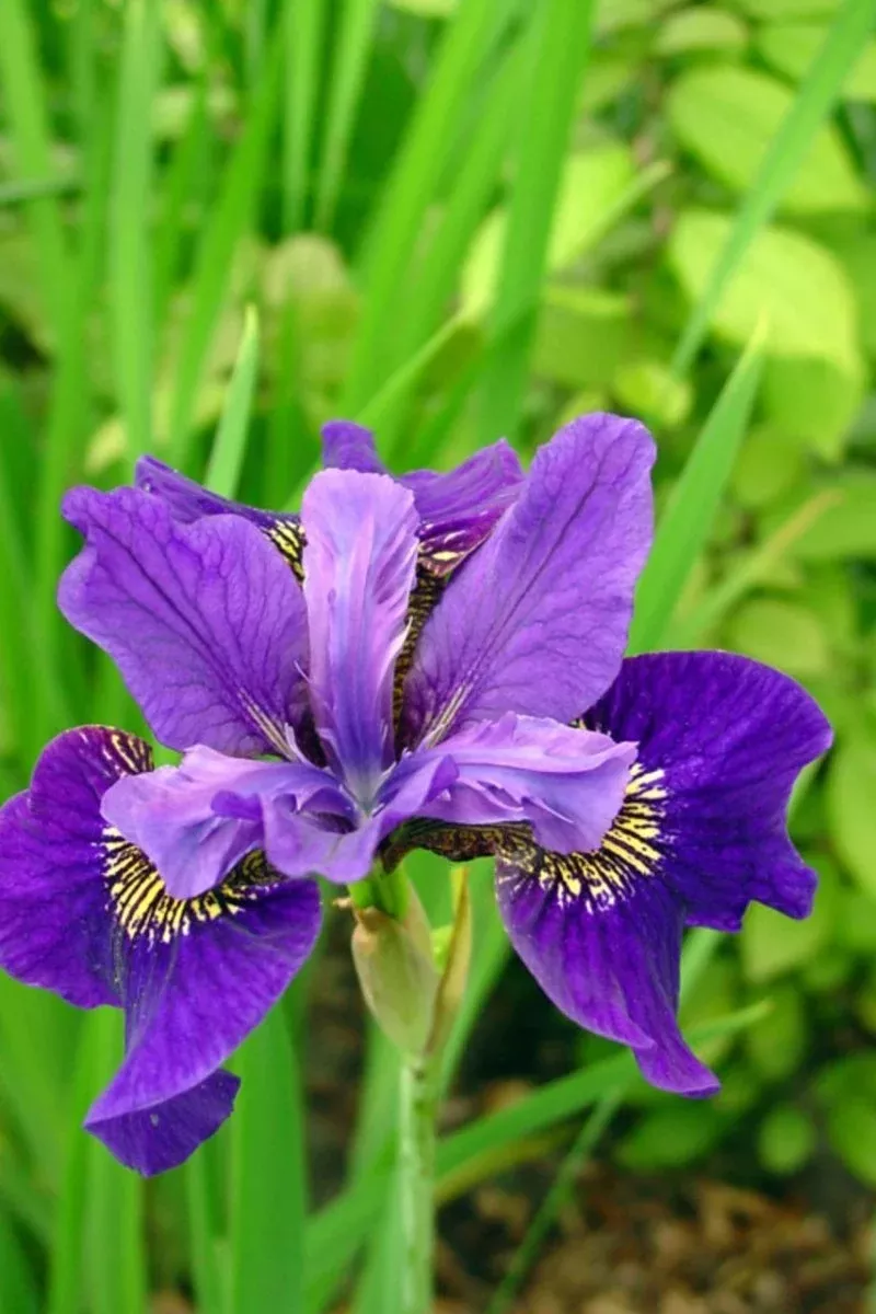 Ruffled Velvet - Siberian Iris Bulbs