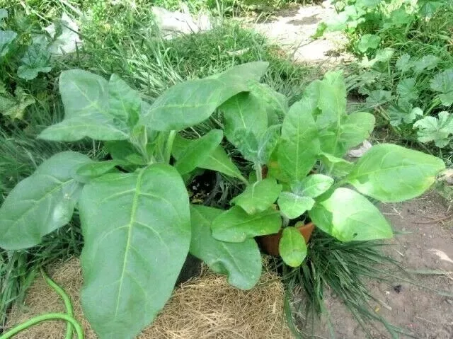 Sacred Tobacco Seeds 301 Count