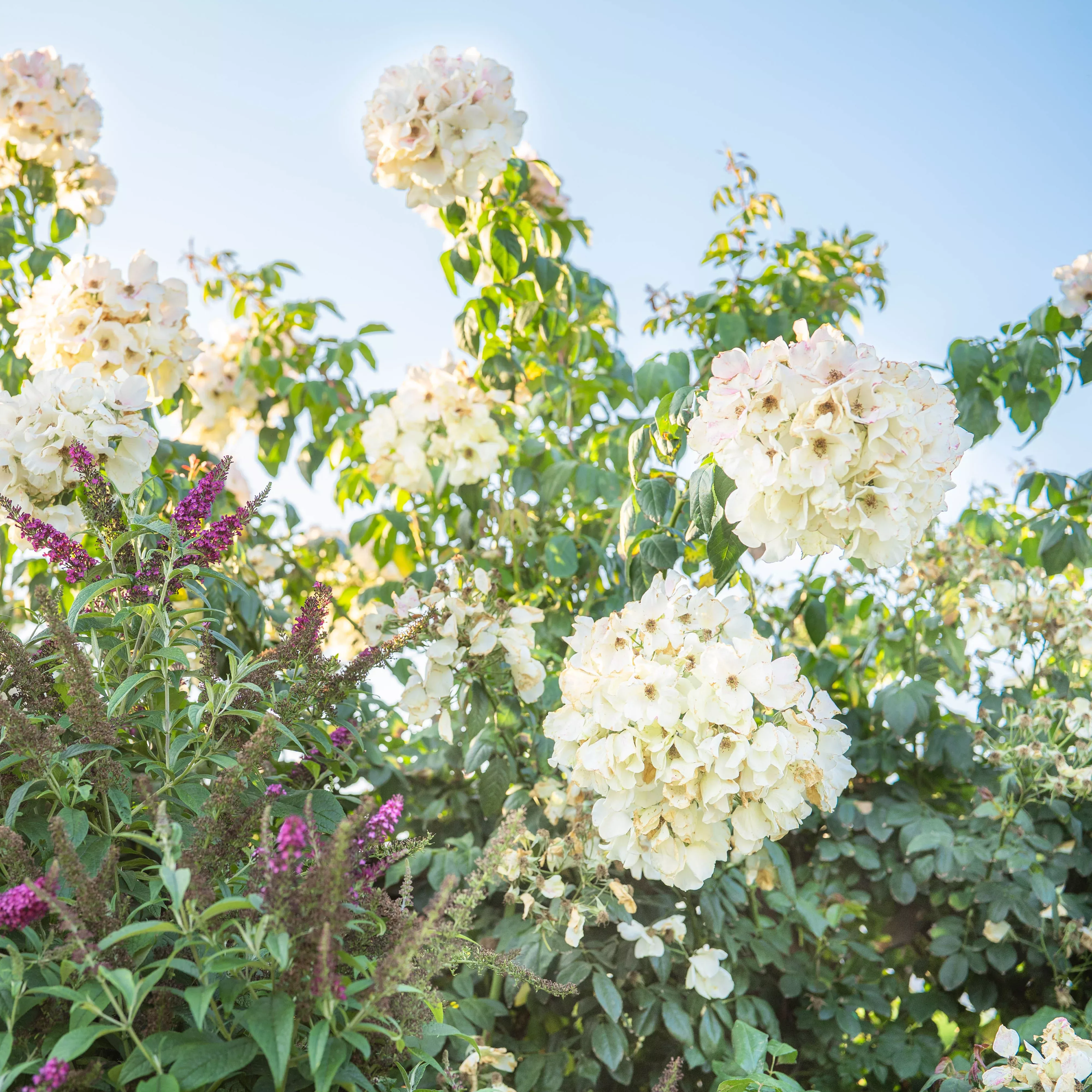 Sally Holmes Climbing Potted Rose