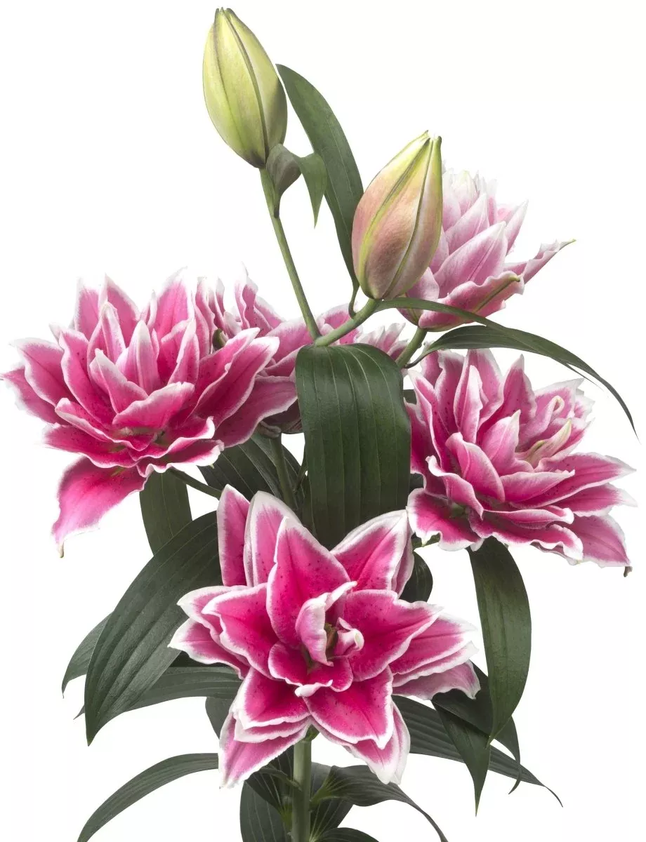 Samantha - Lily Bulbs