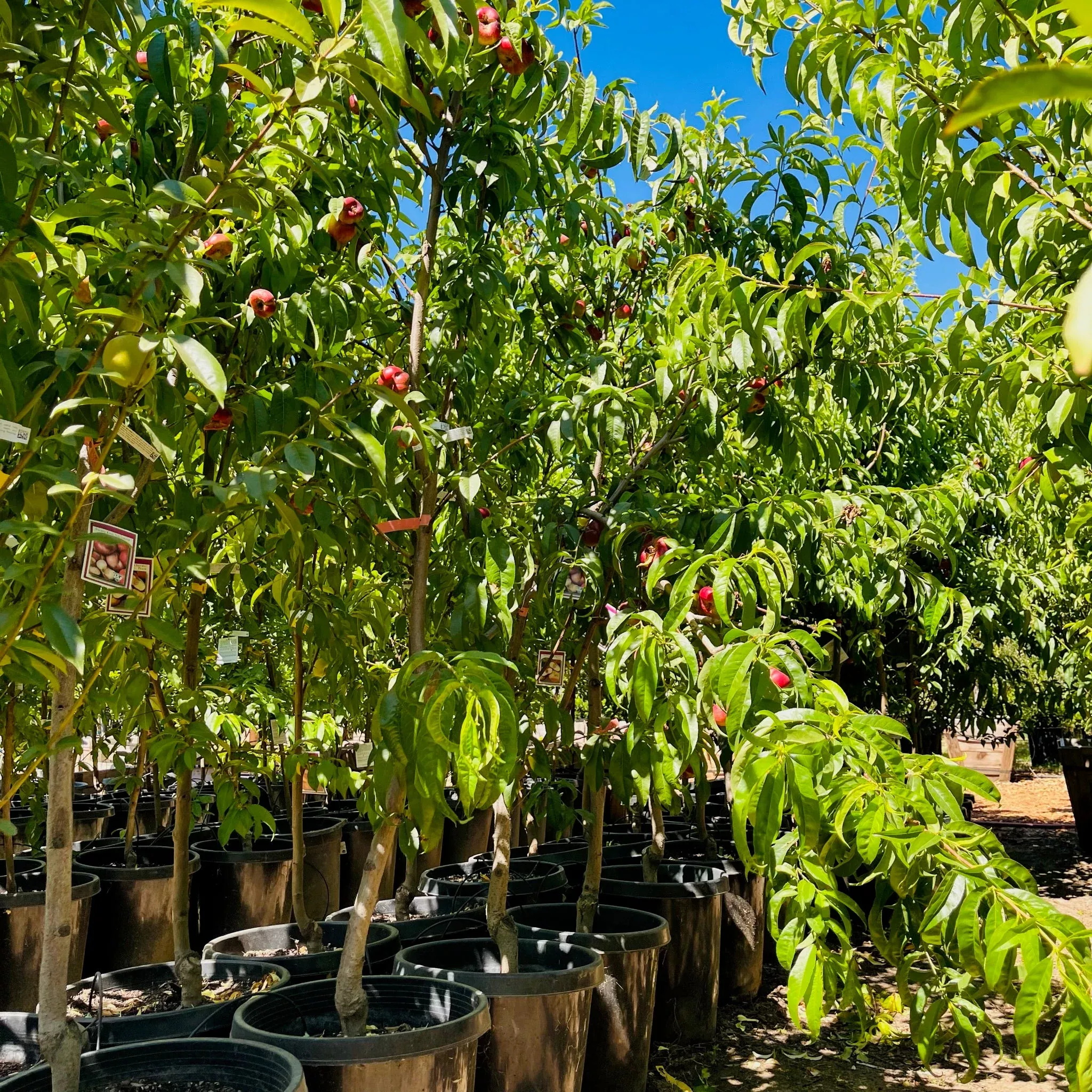 Sauzee King Nectarine